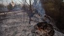 Campo quemado por el incendio registrado en Tres Cantos (Madrid)
