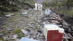 Destrozos en un colmenar de Triacastela por un ataque de oso pardo en el 2019