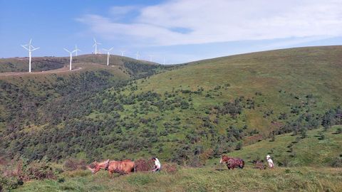 O Xistral es una zona singular por su vegetacin y por la presencia de ganado caballar y vacuno al aire libre.