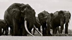EL REY, ABATIDO. Satao, en primer plano junto a su manada, considerado el rey de los elefantes, fue una de las �ltimas v�ctimas de los cazadores furtivos. La imagen fue tomada por el fot�grafo Mark Deeble y recogida en su blog http://markdeeble.wordpress.com/