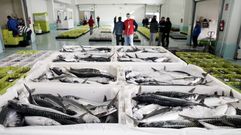 El cupo adicional permitir� alargar la duraci�n de una de las pesquer�as m�s rentables