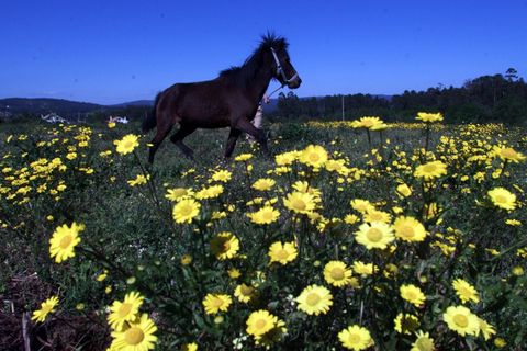 El caballo de raza gallega an se conserva en distintas comarcas de Galicia