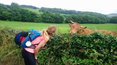 Una imagen seleccionada del Camino entre Sarria y Portomar�n