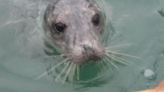 Aparece en el muelle de Cari�o una hembra de lobo marino ceniciento