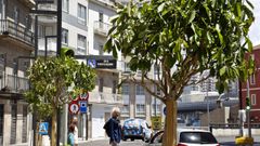 La reforma de la calle Lepanto viene con �rboles, magnolias entre el cemento. 