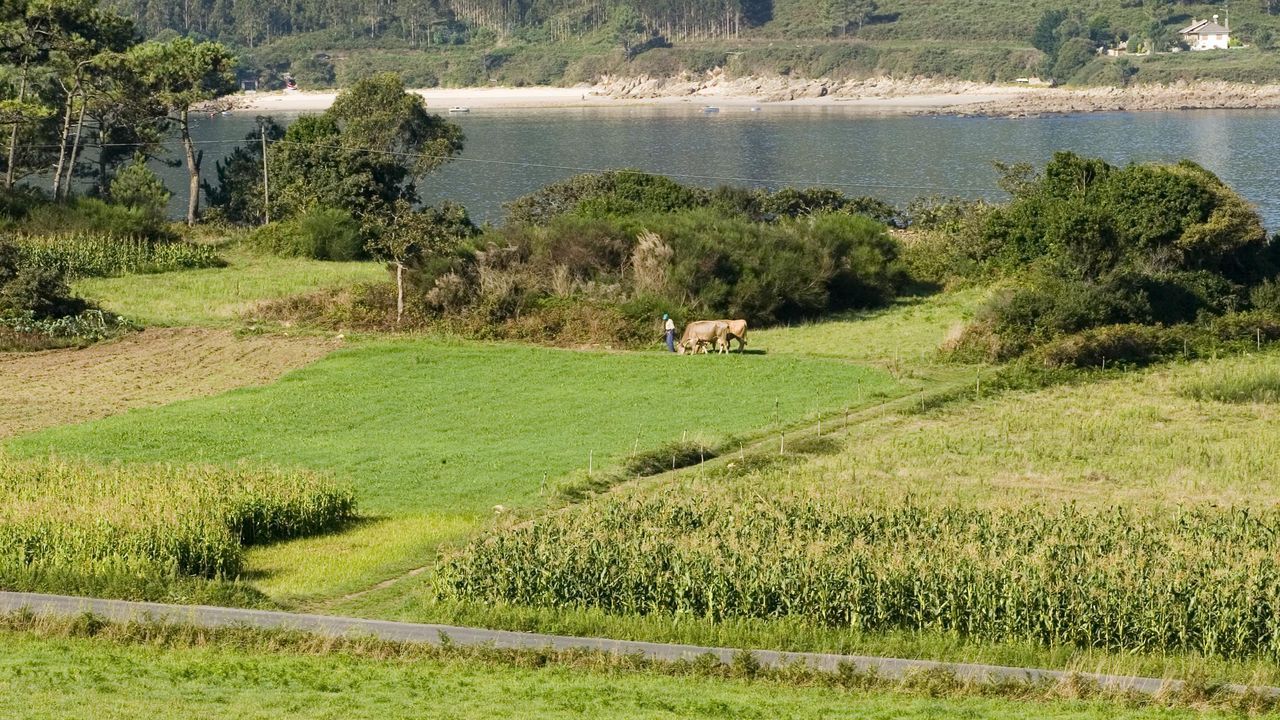 Un nuevo índice revela cómo se recuperan los bosques en el noroeste tras el abandono rural