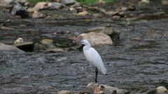Un ejemplar de garceta com�n (Egretta garzetta) en el tramo del r�o Cabe que discurre por el municipio de Monforte