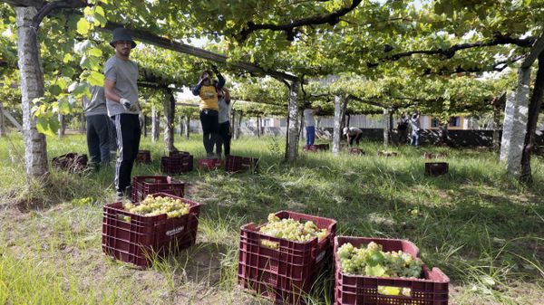 Mart�n C�dax apuesta por la sosteibilidad tambi�n en el cultivo del vi�edo