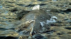 Anduri�a no mostr� ning�n miedo a los humanos