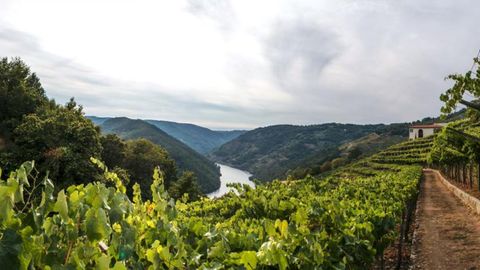 Adegas Moure (O Savi�ao). Degustaci�n desde 5 euros. Albari�o, rosado, menc�a.