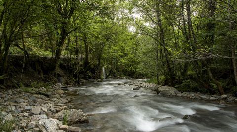 Bosque de galera en las mrgenes del ro Quiroga