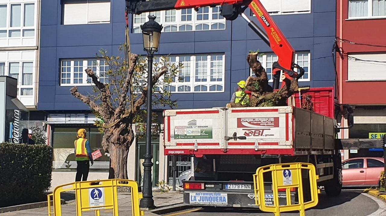 ICB Boiro pide explicaciones por la tala de árboles en la plaza de Galicia