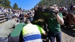 Las bestas de este año se lo pusieron especialmente difícil a los aloitadores