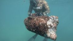 basura, fondo del mar, buzos, residuos, basuraleza