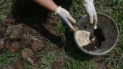 As� es el proceso del �Black Ivory�