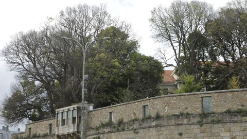 Olmos infectados de grafiosis, para la que no hay tratamiento, en el jardn de San Carlos de A Corua