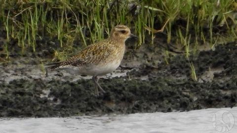 Chorlito dorado europeo en la desembocadura del Mi�o.