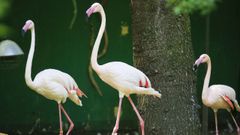 �LBUM: As� es Avifauna,�el lugar en el que conviven flamencos, em�s y hasta un dinosaurio