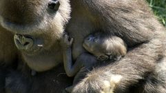 Una hembra de gorila con su cr�a, en el zoo de Madrid