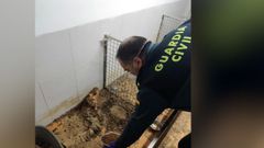 Hallan 250 cadáveres y 171 animales en riesgo vital en un criadero de Ordes