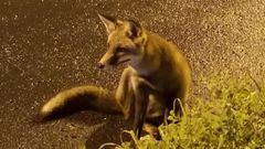 El zorro que cena en McDonald's