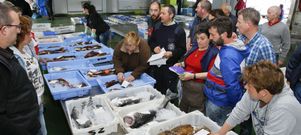 Todos los barcos de Malpica venden ahora sus capturas en la lonja, lo que hace que la oferta de pescado sea amplia. 
