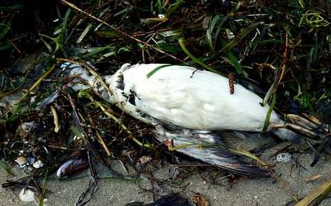 Uno de los araos muertos aparecidos el domingo en la playa.