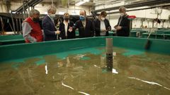 Un momento de la visita al Centro Tecnol�xico do Cl�ster da Acuicultura