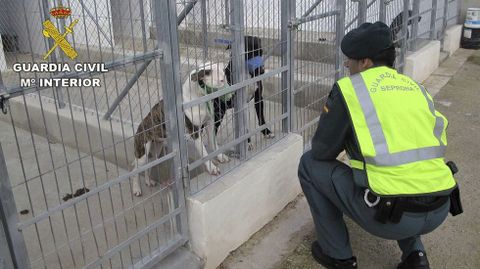 Muere un hombre en Alicante atacado los perros de su vecino