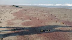 Millones de peque�os crust�ceos ti��n Xag� de rojo 