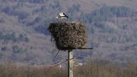Nido de cig�e�as en Maceda, una de las zonas estudiadas.
