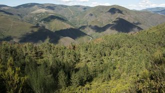 Plantación de pinos en A Veneira, uno de los cinco montes mancomunados