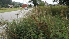 Las lluvias del invierno y de la primavera hicieron crecer considerablemente la maleza y la hierba de arcenes, carreteras y caminos municipales