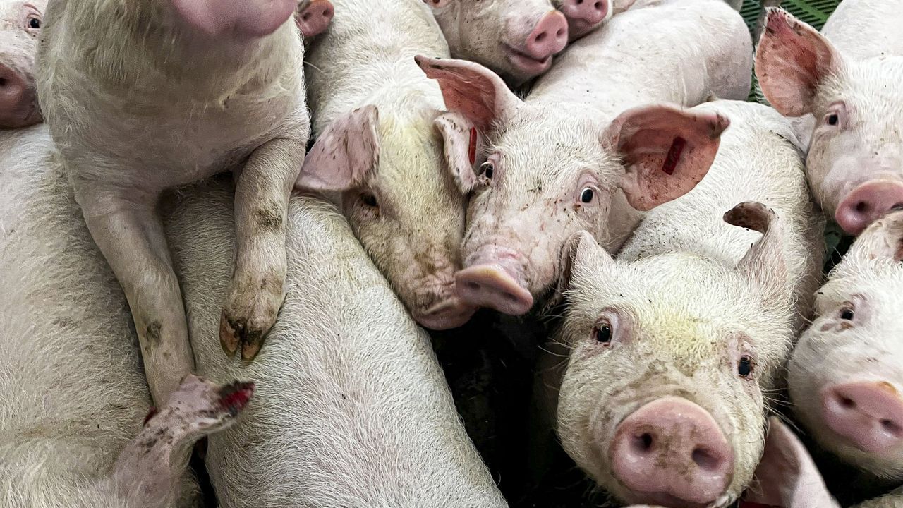 El sector porcino y el vitivinícola encabezan las sanciones por incumplir la Ley de la Cadena Alimentaria