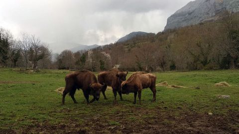 Bisontes en el parque de la prehistoria de Teverga (Asturias). Llegaron algunos en 2012 y la mayora de ellos muri