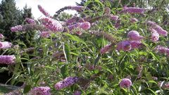 La �Buddleja davidii� est� catalogada como especie ex�tica invasora