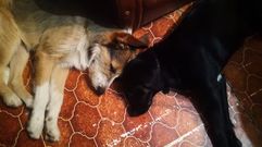 Los due�os de Can y Sadka denuncian que los perros fueron tiroteados por un vecino de Carballeda