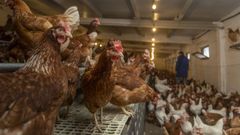 Todas las gallinas espa�olas llevan cerca de cuatro meses encerradas por el riesgo de gripe aviar