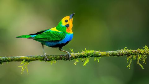 Una tangara multicolor, una de las aves ms preciosas del planeta