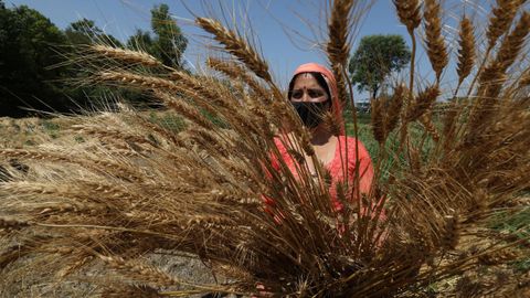 Agricultora india cosecha trigo usando mascarilla