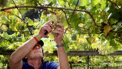 Los vinos de R�as Baixas pasan por rigurosos controles de calidad que arrancan en la inspecci�n de las parcelas y el estudio pormenorizado de cada vi�edo y finalizan cuando llegan a la botella.