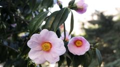 Camelia de flor simple