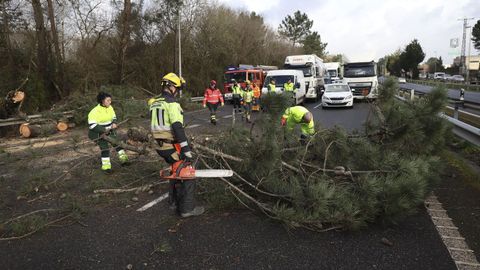 Un &aacute;rbol cay&oacute; sobre la A-55 en Budi&ntilde;o, en O Porri&ntilde;o, sobre un veh&iacute;culo