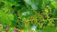 Racimos ya cuajados en una cepa impregnada por la humedad de las constantes lluvias