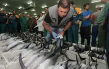 Como otros a�os, la lonja de Burela concentra las descargas de bonito del norte en Galicia.