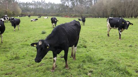 La pasteurelosis es una enfermedad que afecta al ganado vacuno