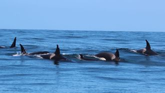 Con las heridas de los perdigonazos, To�i, la abuela de las orcas ib�ricas, fue avistada en un grupo de siete u ocho de estos cet�ceos los d�as 29 y 30 de agosto del 2026 en la Costa da Vela, entre las islas C�es y Ons, por la Cemma.