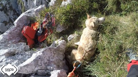 Rescate de un perro que cay por una sima de 40 metros en Peamellera Alta