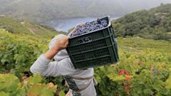 Vendimia en la zona de O Santo (Amandi) de la Ribeira Sacra.