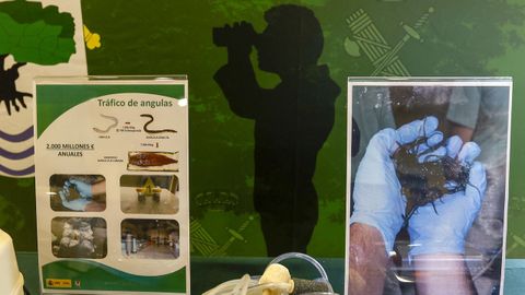 Responsables de la Guardia Civil, de la Europol y de las polic�as francesa y portuguesa presentan en San Sebasti�n los resultados de una operaci�n internacional contra el tr�fico de angulas